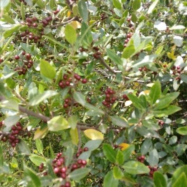 Rhamnus alaternus Fruit