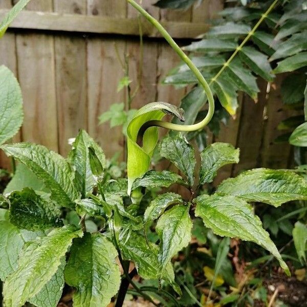 Arisaema tortuosum Blomst