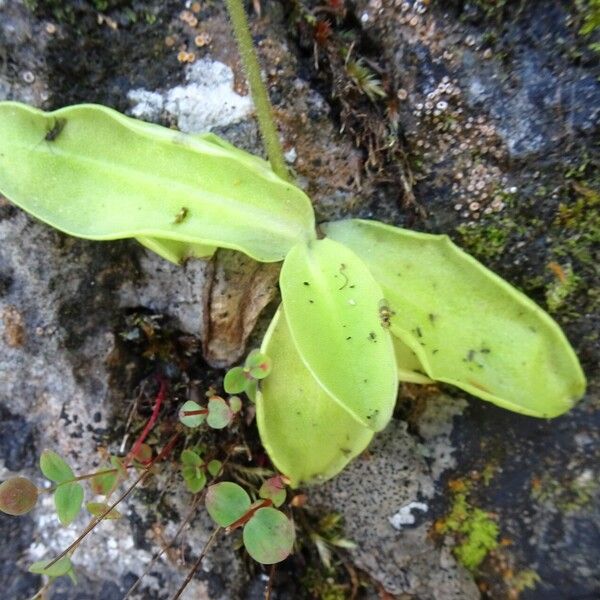 Pinguicula vulgaris Folha