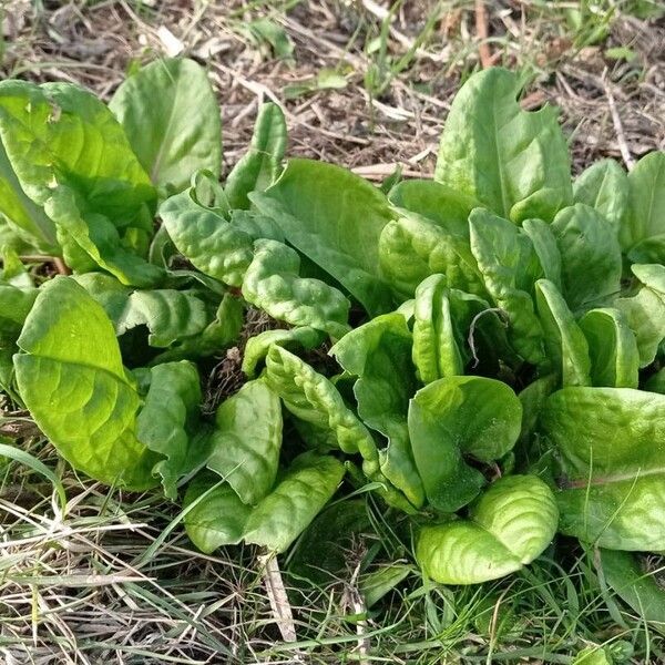 Spinacia oleracea Leaf