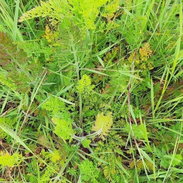 Daucus muricatus Ліст