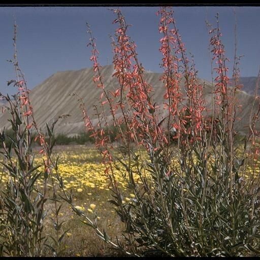 Penstemon centranthifolius Habit