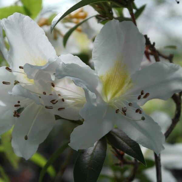 Rhododendron dendricola