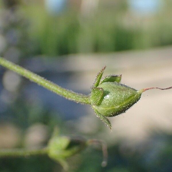 Verbascum phoeniceum 果實