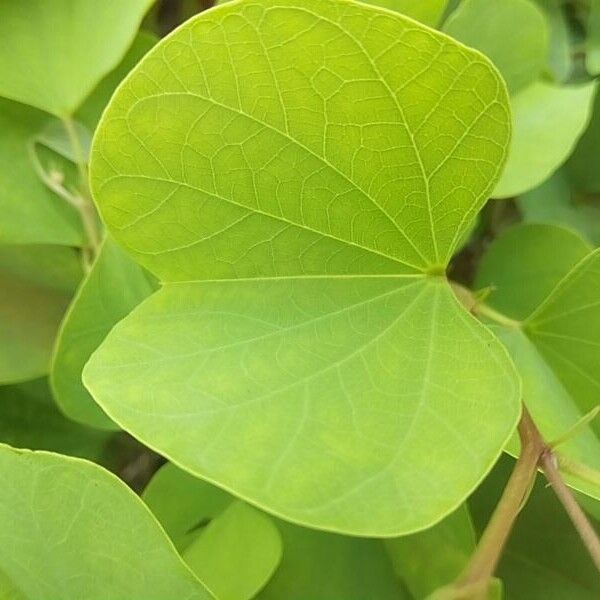 Bauhinia galpinii Leaf