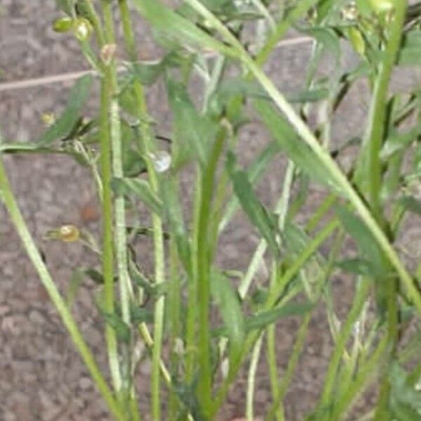 Lobularia maritima Leaf