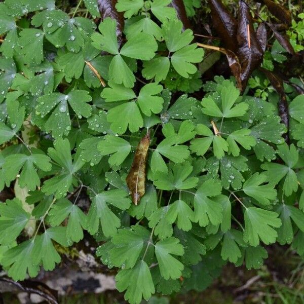 Aquilegia vulgaris ഇല