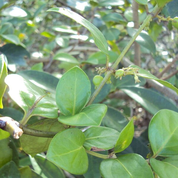 Chiococca alba Leaf