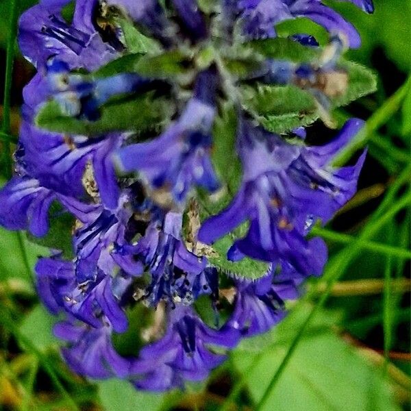 Ajuga genevensis Flors