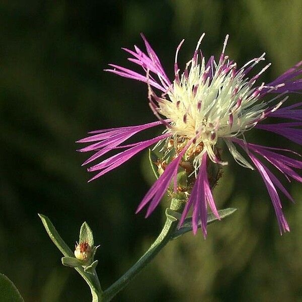 Centaurea diluta Flower