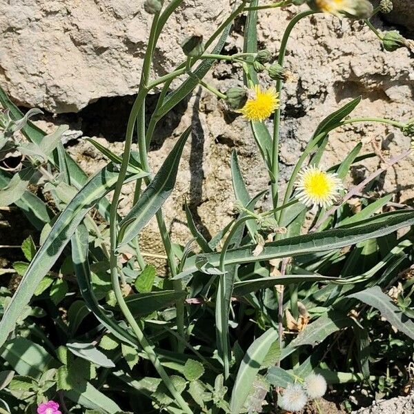 Sonchus maritimus 其他