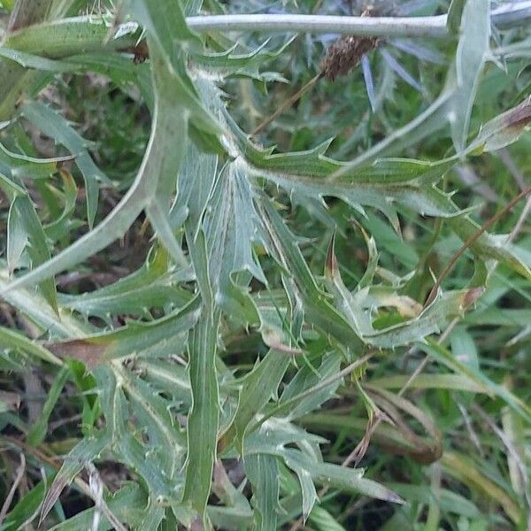 Eryngium amethystinum Liść