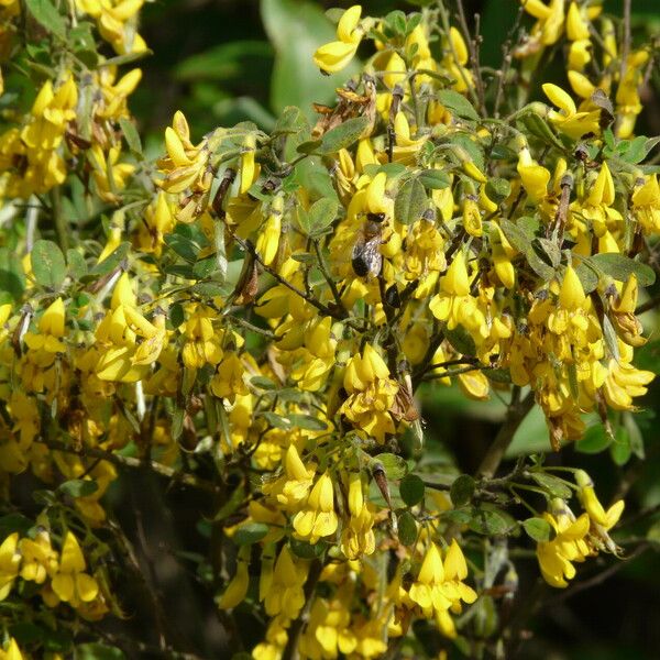 Cytisus villosus Leaf