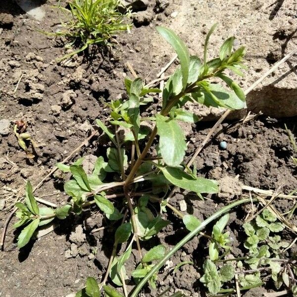 Veronica peregrina Leaf