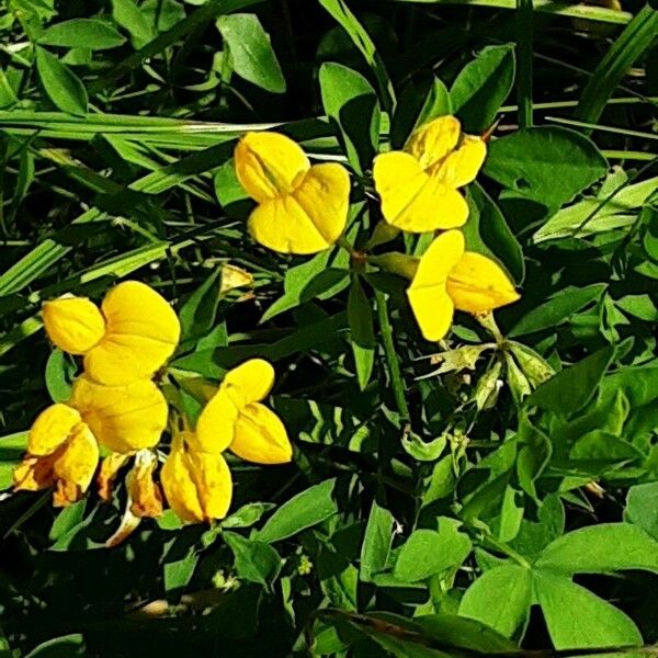 Lotus tenuis Flower