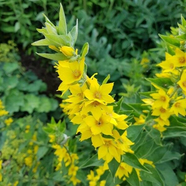 Lysimachia punctata फूल