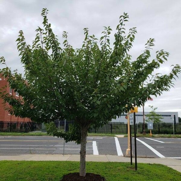 Prunus serrulata Облик