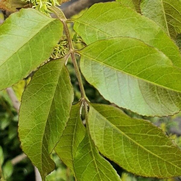 Fraxinus ornus 葉