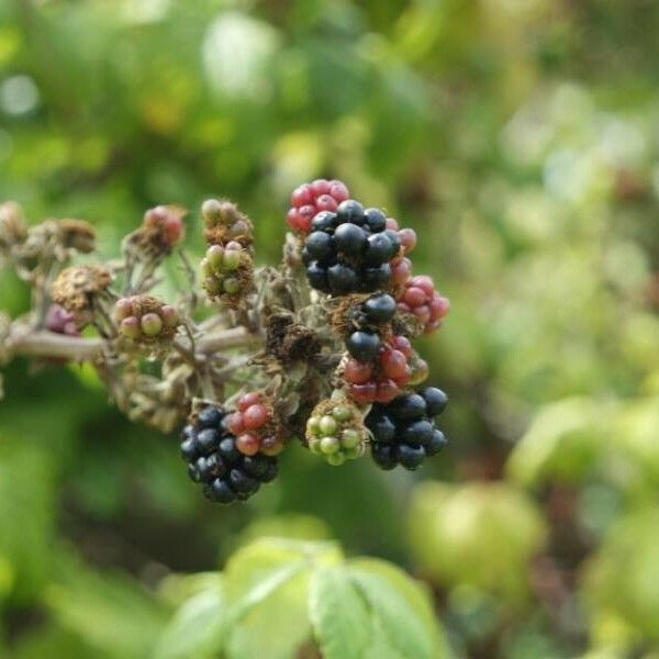 Rubus fruticosus ফল