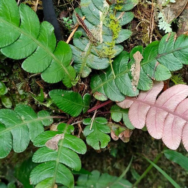 Blechnum polypodioides Leaf