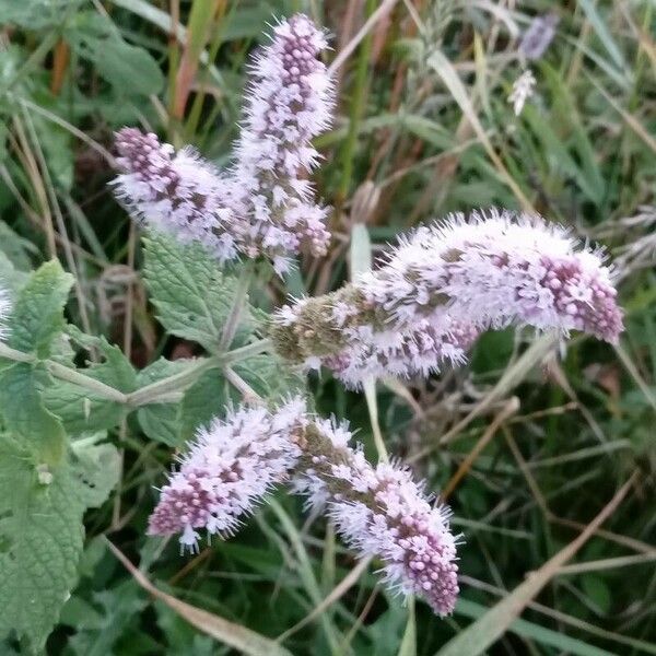 Mentha longifolia Flower