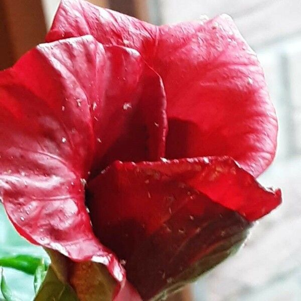 Hibiscus sabdariffa Flower