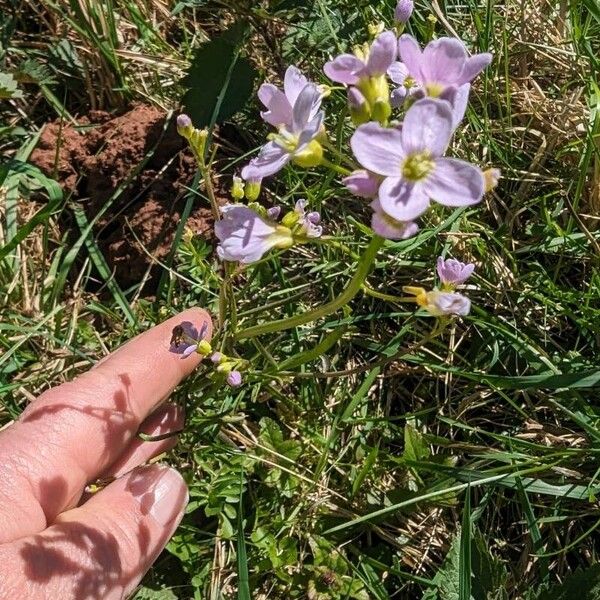 Cardamine pratensis Flower