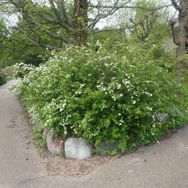 Spiraea chamaedryfolia आदत