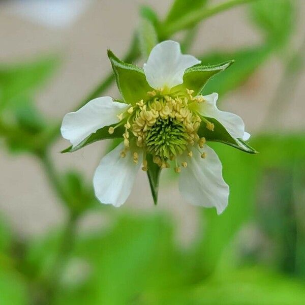 Geum laciniatum Blüte