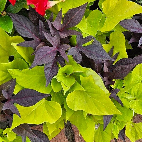 Ipomoea batatas Yaprak