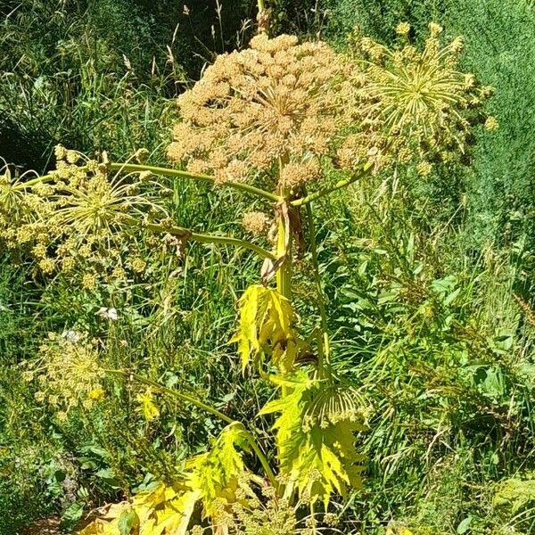 Heracleum mantegazzianum Habitus