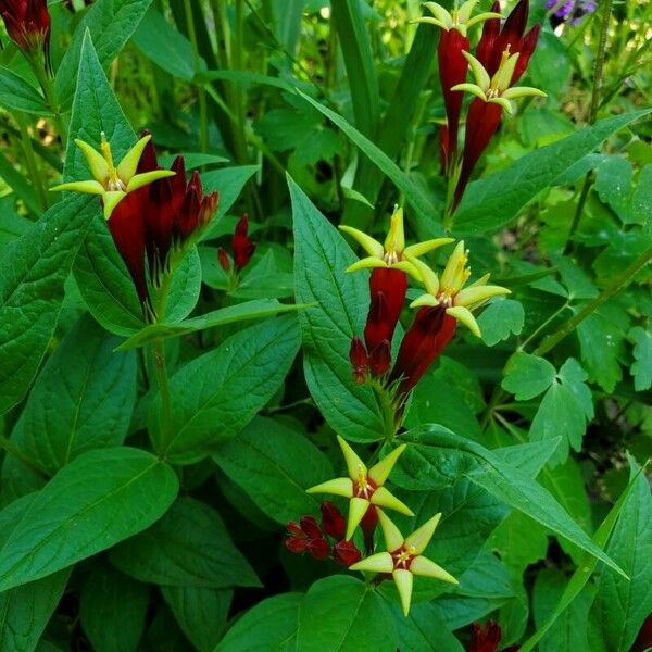 Spigelia marilandica Çiçek