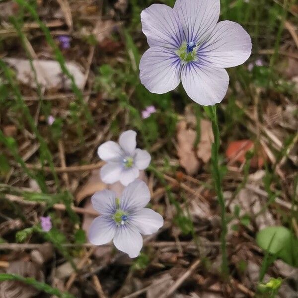 Linum bienne Kvet