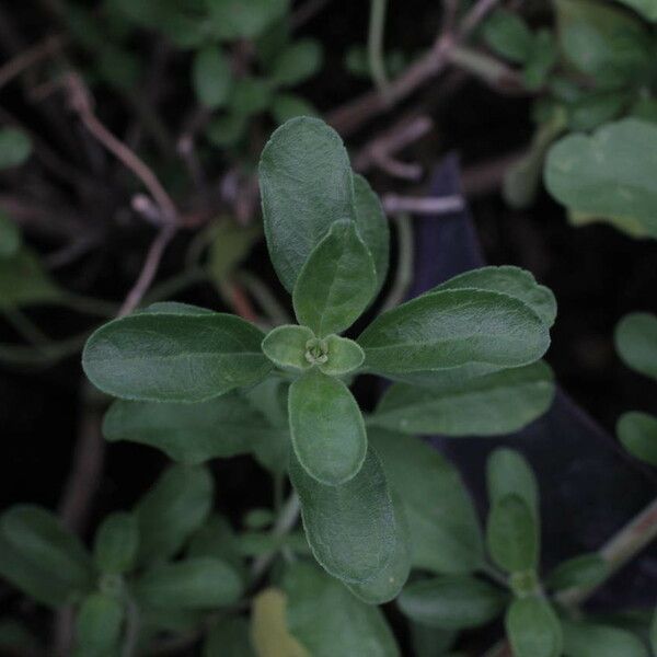 Salvia × jamensis Fuelha