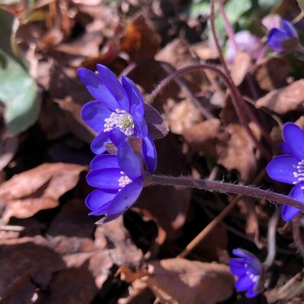 Hepatica nobilis Blüte