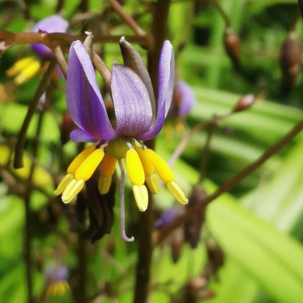 Dianella caerulea Цветок