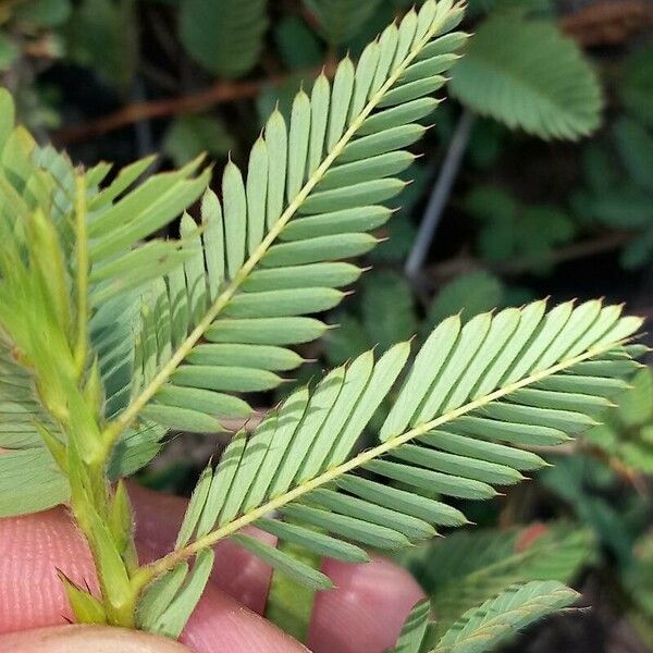 Chamaecrista nictitans Leaf