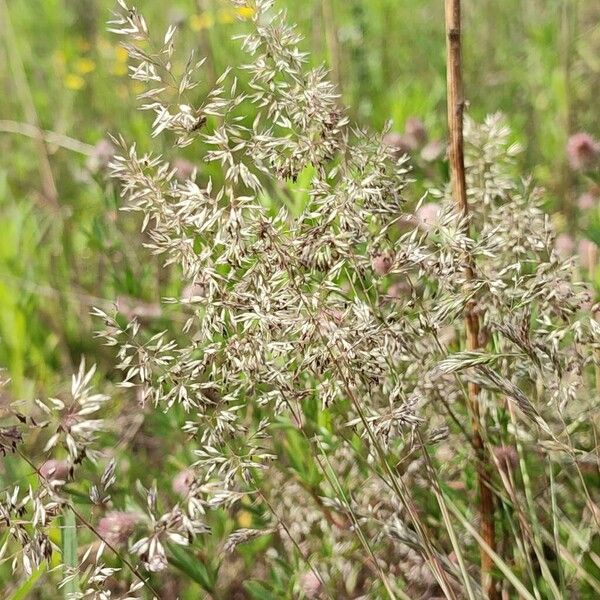 Corynephorus canescens Blüte