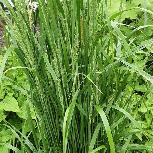 Calamagrostis epigejos Habitus