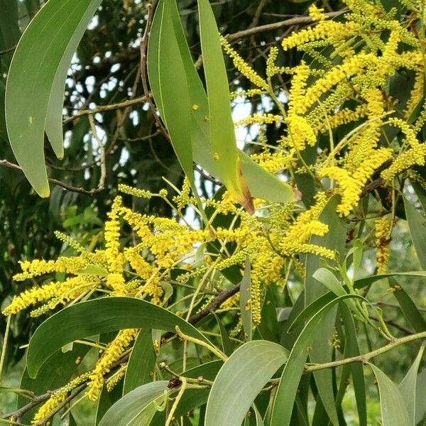 Acacia auriculiformis Žiedas