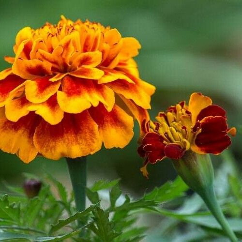 Tagetes patula Blomma