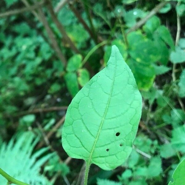 Solanum dulcamara Φύλλο