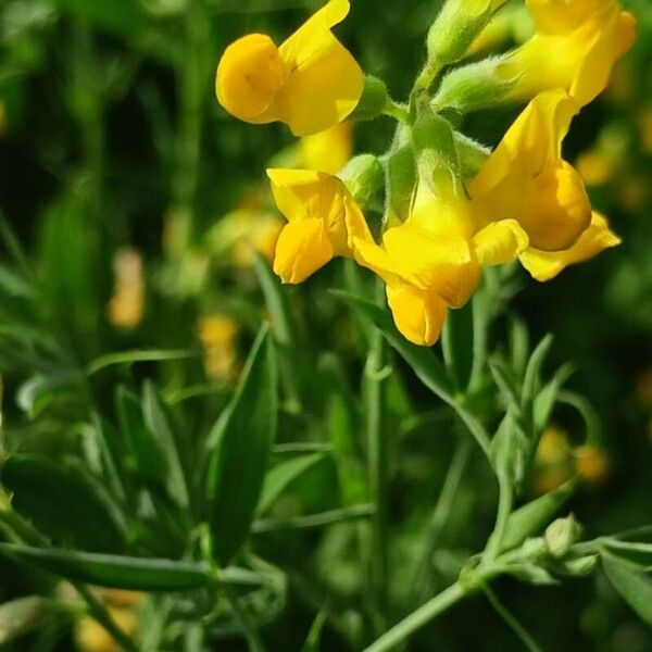 Lathyrus pratensis Çiçek