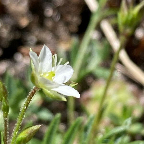 Sabulina verna Flower