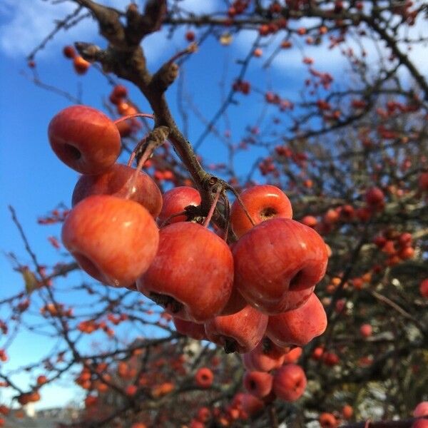 Malus × floribunda Плод