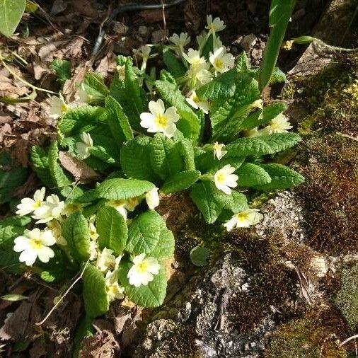 Primula vulgaris 形態