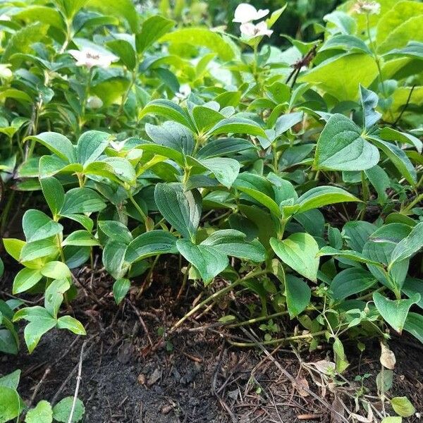 Cornus canadensis Costuma