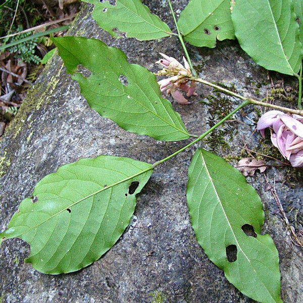 Arthroclianthus maximus 整株植物