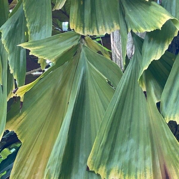 Caryota mitis Blad