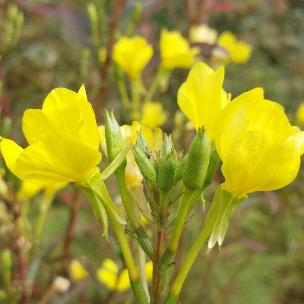 Oenothera parviflora Květ